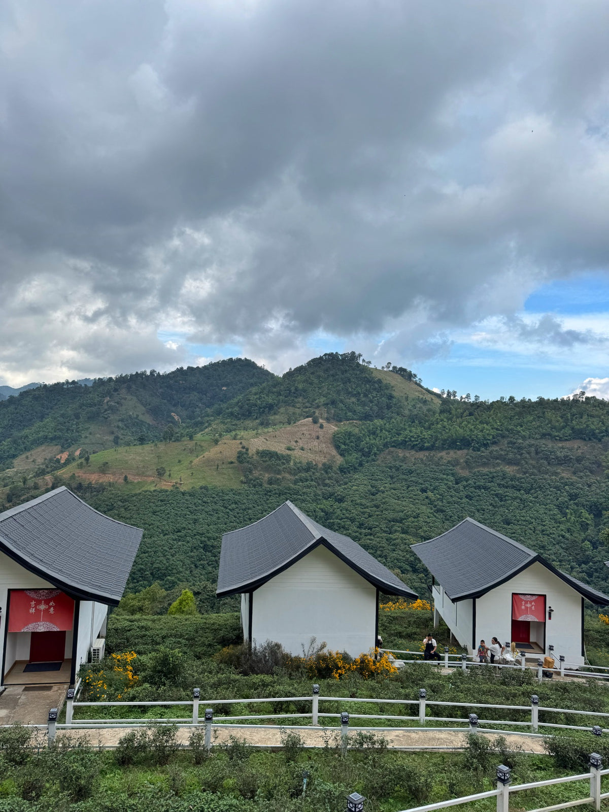 Tea growing around cabins beneath the mountains of Doi Mae Salong.