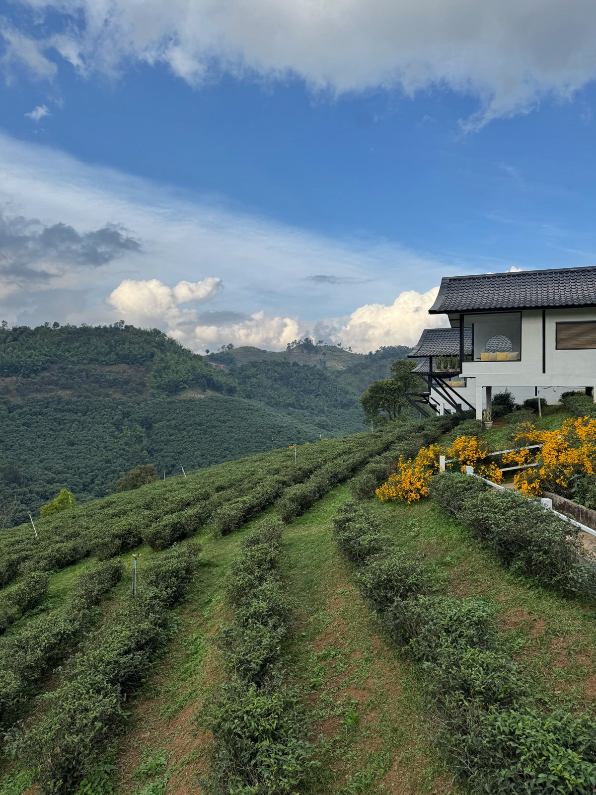 Tea rows and flowers beneath hills in Doi Mae Salong, Thailand.